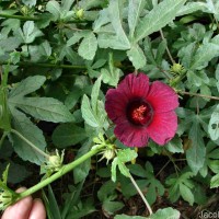 Hibiscus radiatus Cav.